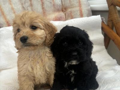 Beautiful Cockapoo puppies in Sligo