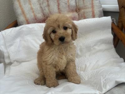 Beautiful Cockapoo puppies in Sligo