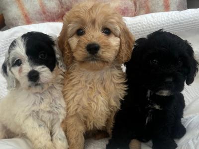Beautiful Cockapoo puppies in Sligo