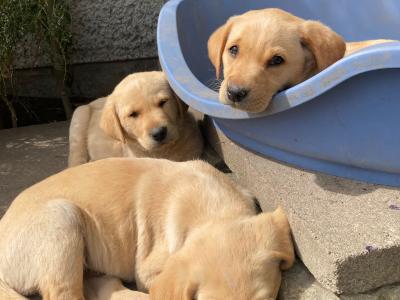 Golden Labrador x Fox Red Labrador puppies in Monaghan