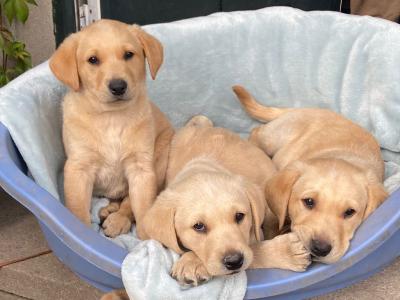 Golden Labrador x Fox Red Labrador puppies in Monaghan