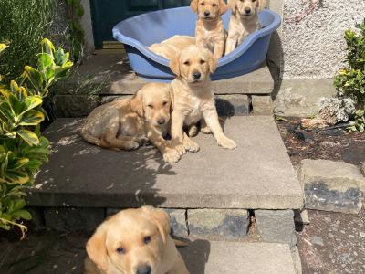 Golden Labrador x Fox Red Labrador puppies in Monaghan