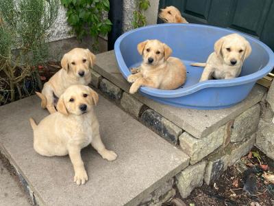 Golden Labrador x Fox Red Labrador puppies in Monaghan