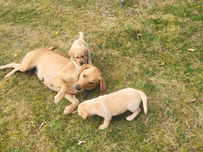 Golden Labrador x Fox Red Labrador puppies in Monaghan