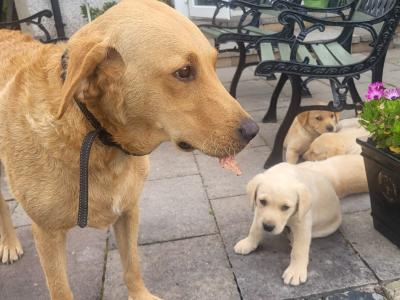 Golden Labrador x Fox Red Labrador puppies in Monaghan