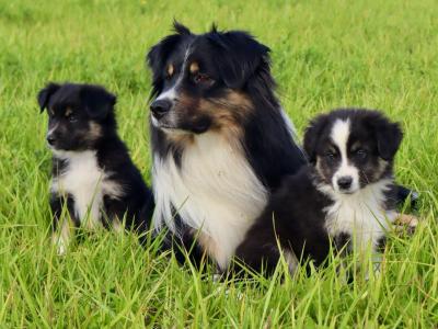 2 male purebred Mini Australian Shepherd puppies - Champion Pedigree Lines- in Antrim