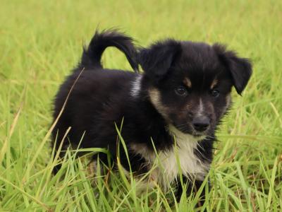 2 male purebred Mini Australian Shepherd puppies - Champion Pedigree Lines- in Antrim