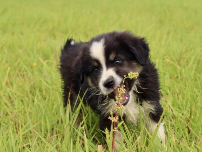 2 male purebred Mini Australian Shepherd puppies - Champion Pedigree Lines- in Antrim