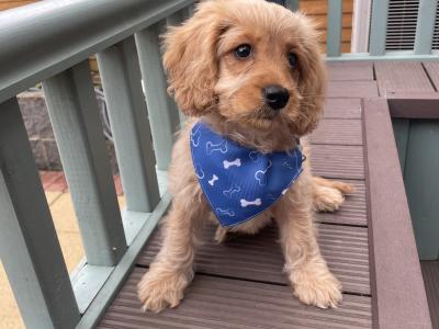 Energetic and Loving 9 Week old Cavapoo puppy for sale in Dublin!