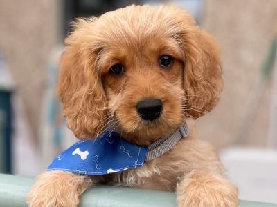 Energetic and Loving 9 Week old Cavapoo puppy for sale in Dublin!