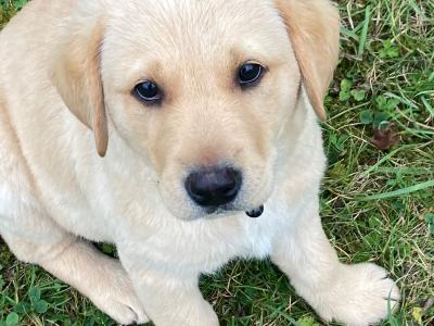 Golden Labrador x Fox Red Labrador puppies in Monaghan
