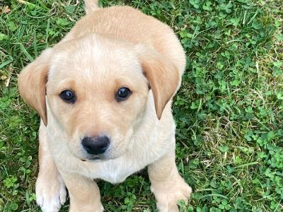 Golden Labrador x Fox Red Labrador puppies in Monaghan