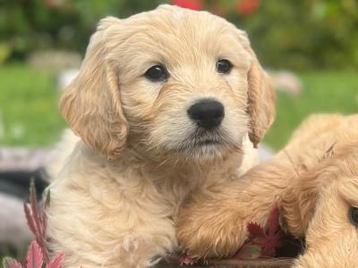 Goldendoodle x Golden Retriever puppies in Donegal
