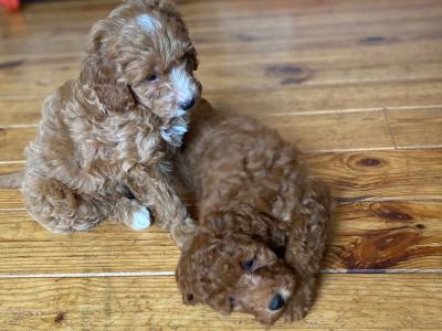 Beautiful Cavapoo puppies in Wexford