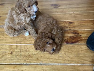 Beautiful Cavapoo puppies in Wexford