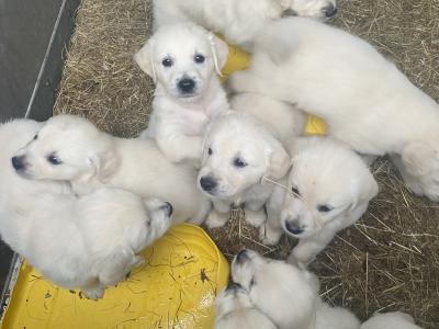 IKC Registered(pending) Golden Retriever puppies in Offaly