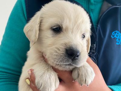 IKC Registered(pending) Golden Retriever puppies in Offaly