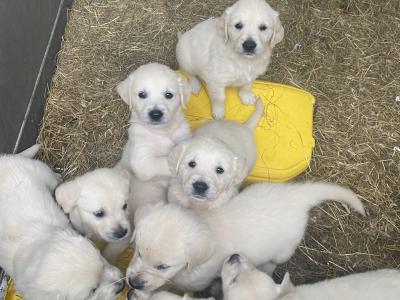 IKC Registered(pending) Golden Retriever puppies in Offaly