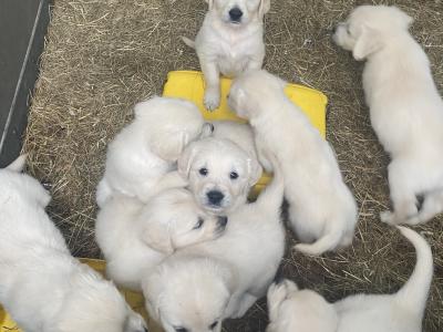 IKC Registered(pending) Golden Retriever puppies in Offaly