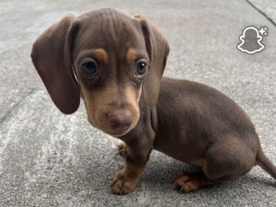 Female Dachshund puppy for sale in Dublin