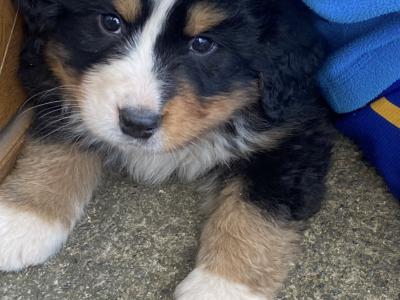 Bernese Mountain Dog puppies in Clare