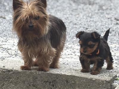 Absolutely miniature female Yorkshire Terrier puppy in Limerick