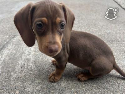 Female Dachshund puppy for sale in Dublin
