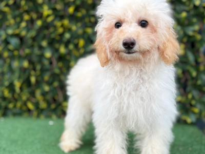 Beautiful Litter of Fully Vaccinated & Toilet Trained miniature Cockapoo puppies in Longford