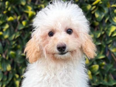 Beautiful Litter of Fully Vaccinated & Toilet Trained miniature Cockapoo puppies in Longford