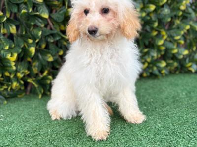 Beautiful Litter of Fully Vaccinated & Toilet Trained miniature Cockapoo puppies in Longford