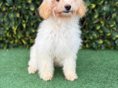 Beautiful Litter of Fully Vaccinated & Toilet Trained miniature Cockapoo puppies in Longford