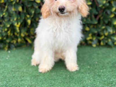 Beautiful Litter of Fully Vaccinated & Toilet Trained miniature Cockapoo puppies in Longford