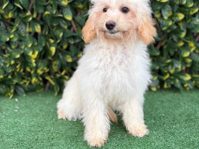 Beautiful Litter of Fully Vaccinated & Toilet Trained miniature Cockapoo puppies in Longford