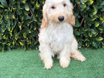 Beautiful Litter of Fully Vaccinated & Toilet Trained miniature Cockapoo puppies in Longford