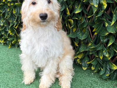 Beautiful Litter of Fully Vaccinated & Toilet Trained miniature Cockapoo puppies in Longford