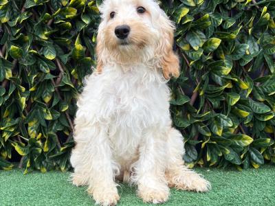 Beautiful Litter of Fully Vaccinated & Toilet Trained miniature Cockapoo puppies in Longford