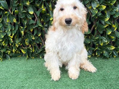 Beautiful Litter of Fully Vaccinated & Toilet Trained miniature Cockapoo puppies in Longford