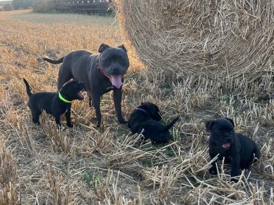Two Blue/Brindle Staffordshire puppies for sale in Laois