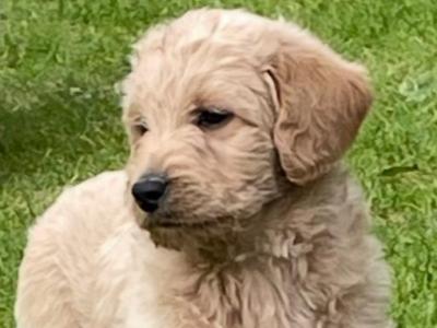 Beautiful Labradoodles in Tipperary looking for their forever home