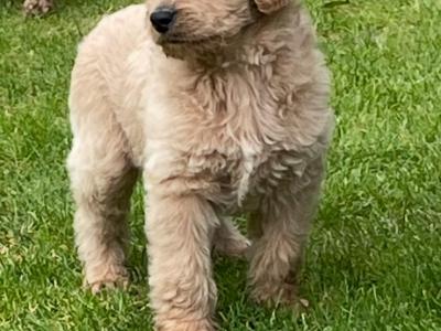 Beautiful Labradoodles in Tipperary looking for their forever home