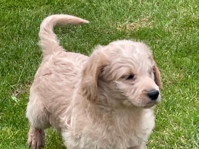 Beautiful Labradoodles in Tipperary looking for their forever home