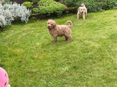 Beautiful Labradoodles in Tipperary looking for their forever home