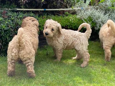 Beautiful Labradoodles in Tipperary looking for their forever home