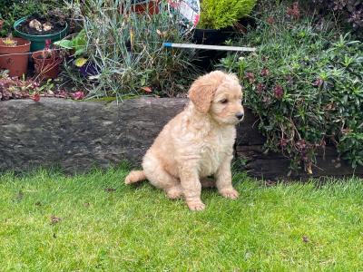 Beautiful Labradoodles in Tipperary looking for their forever home