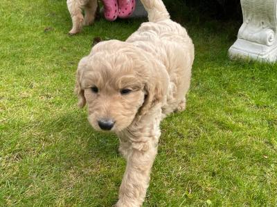 Beautiful Labradoodles in Tipperary looking for their forever home
