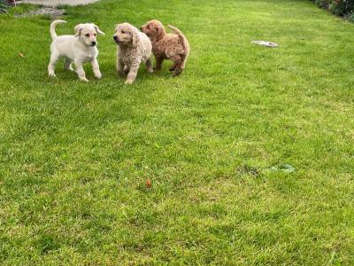 Beautiful Labradoodles in Tipperary looking for their forever home