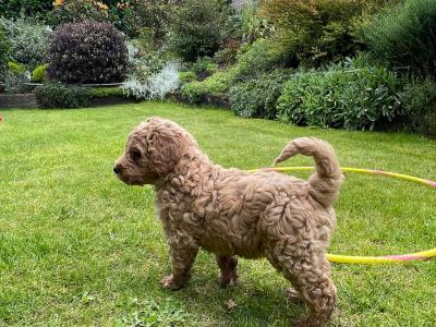 Beautiful Labradoodles in Tipperary looking for their forever home