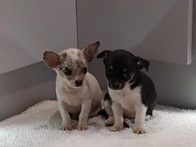 Teacup Smooth Coat Chihuahua puppies in Limerick
