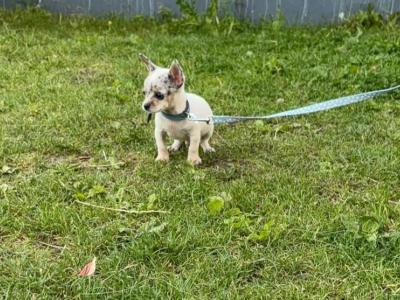 Teacup Smooth Coat Chihuahua puppies in Limerick