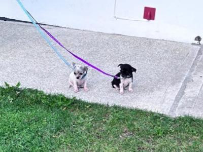 Teacup Smooth Coat Chihuahua puppies in Limerick